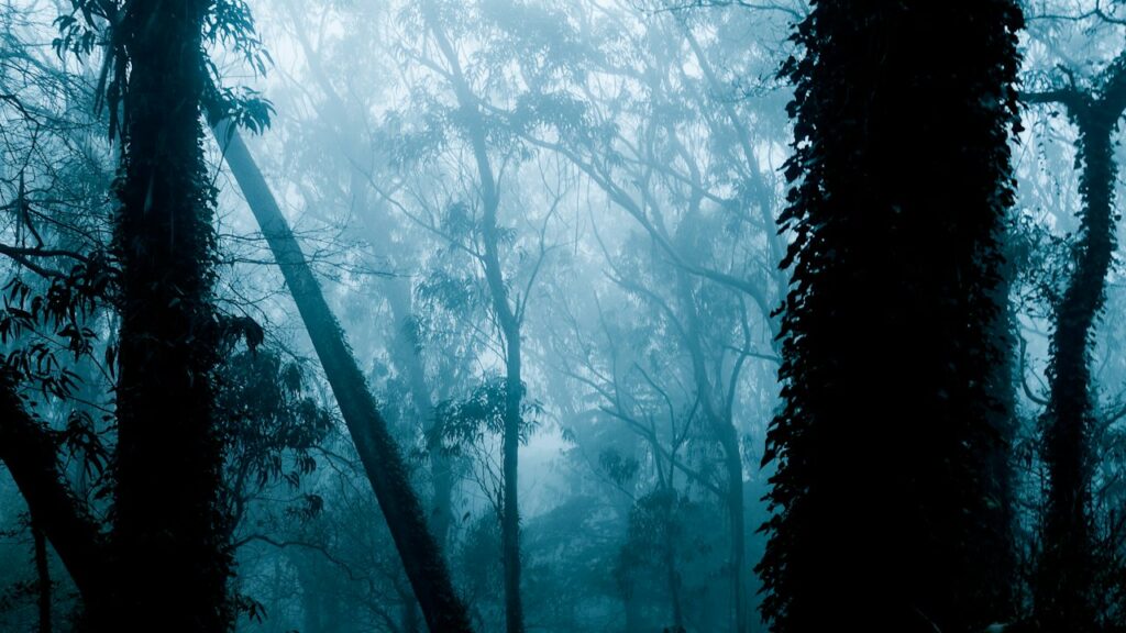 Ecos en la niebla matutina